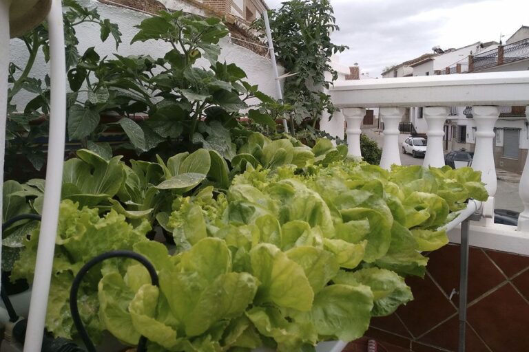 Ya se nota como crece todo mucho más rápido