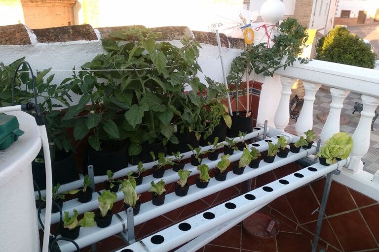 Hidroponía, seguimiento primavera 2017