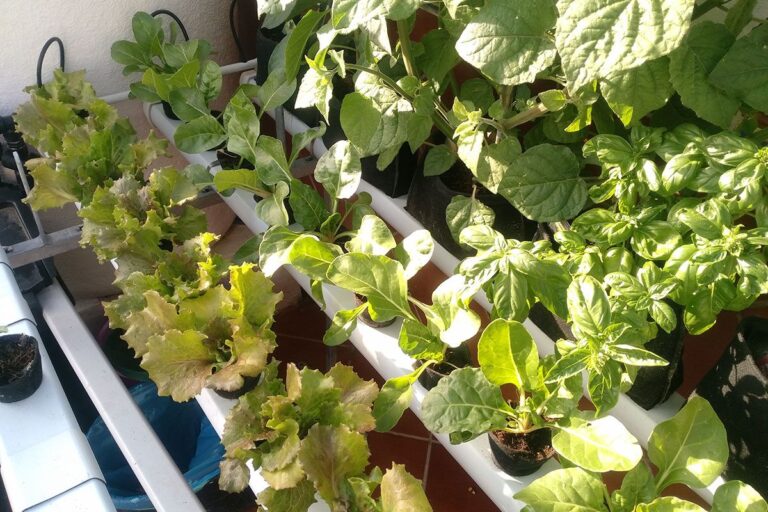 Hidroponía, seguimiento primavera 2017 - 8ª parte