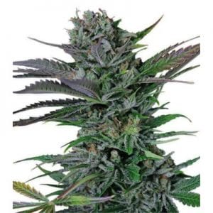 Somango