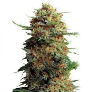 Semillas de marihuana Jack Orange