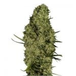 Semillas de marihuana Lima Haze