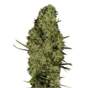Semillas de marihuana Lima Haze