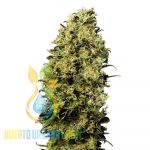 Semillas de marihuana M8
