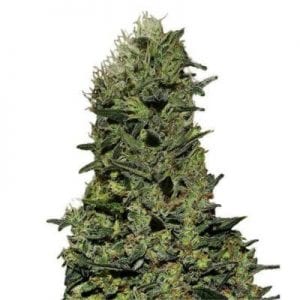 Semillas de marihuana AK