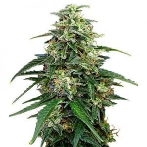 Semillas de marihuana Amnesia