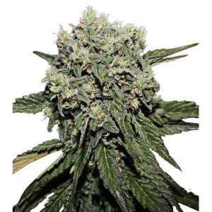 Semillas de marihuana Hard Diesel