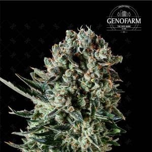 Semillas de marihuana Farm Cheese de Genofarm