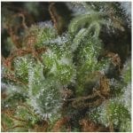Semillas de marihuana Medicandy de Genofarm