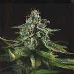 Semillas de marihuana SFVOG de Genofarm