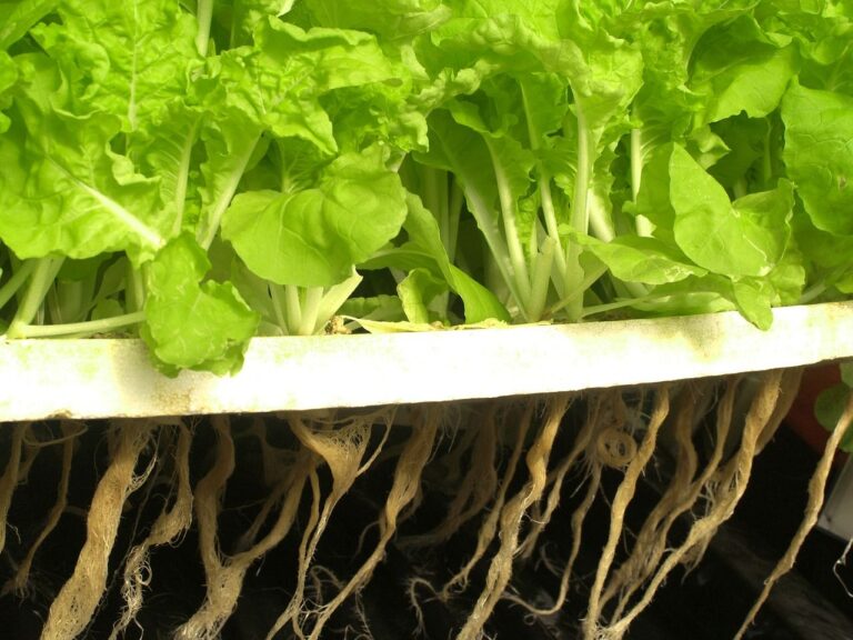Solución nutritiva en hidroponía