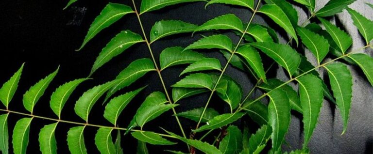 Aceite de Neem - Propiedades y usos