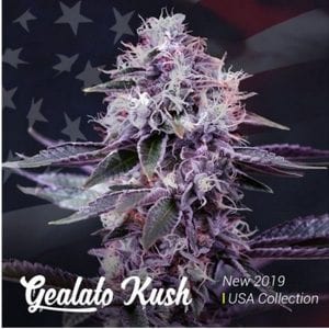 Semillas de marihuana Gealato Kush
