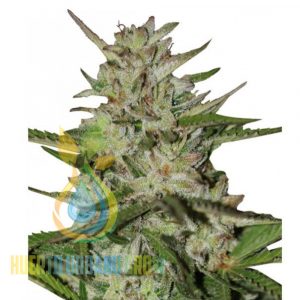 Semillas de marihuana Amnesia Pro