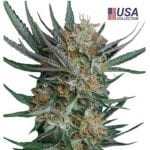 Semillas de marihuana Sour Kush