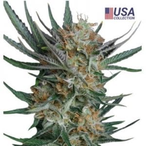 Semillas de marihuana Sour Kush