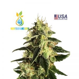 Auto Gorilla Gea Seeds