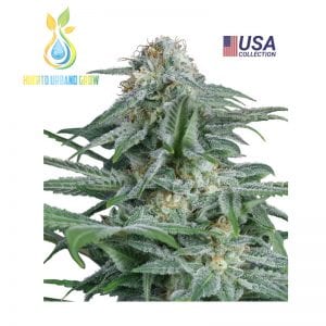 Gorilla Glue 4 Gea Seeds