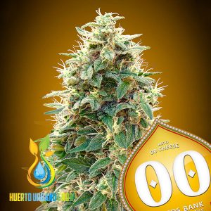 Auto 00 Cheese