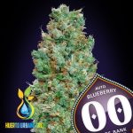 Auto Blueberry