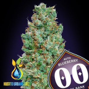 Auto Blueberry