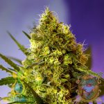 Big Devil XL Auto