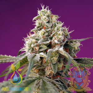 Bruce Banner Auto