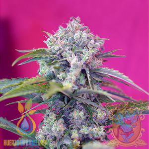 Cream Mandarine Auto
