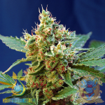Cream Mandarine XL Auto