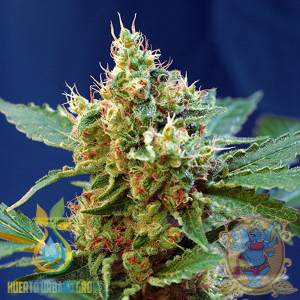 Cream Mandarine XL Auto