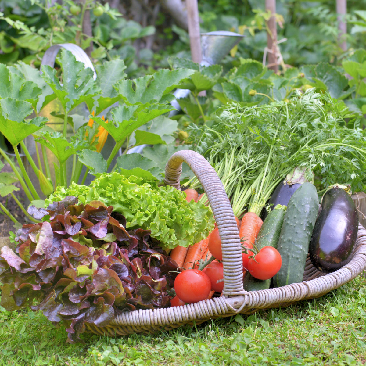 Lavado de raíces para mejorar el cultivo