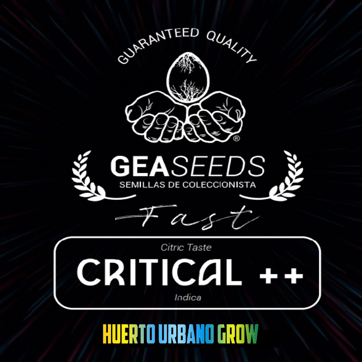Critical ++ Fast Version