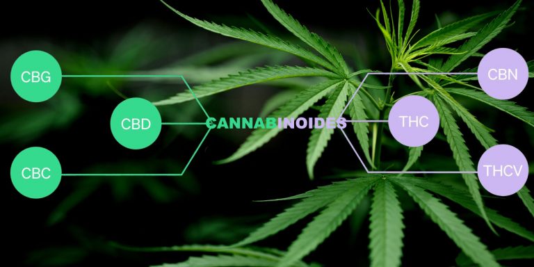 Cannabinoides en el cannabis y el cuerpo humano