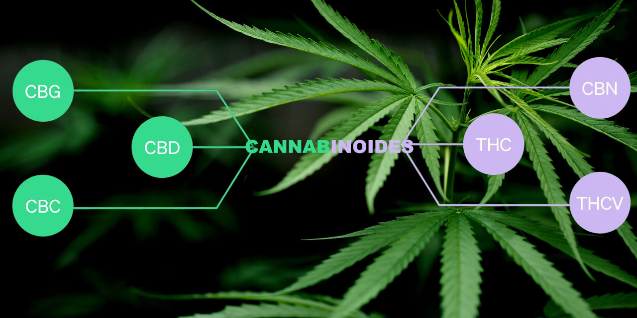Cannabinoides en el cannabis y el cuerpo humano