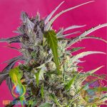 Crystal Candy Auto
