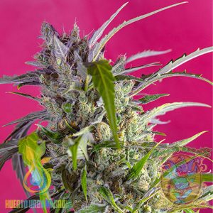 Crystal Candy Auto