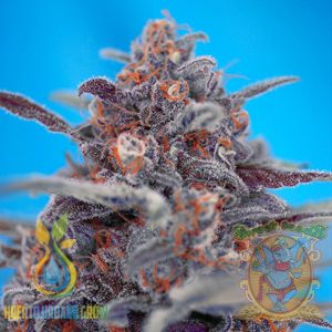 Devil Cream Auto