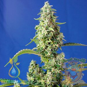 Gorilla Girl XL Auto