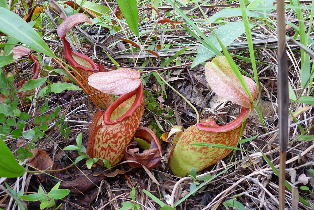 Flores Pene - Nepenthes Holdenii