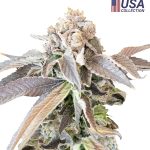 Mimosa Punch Gea Seeds