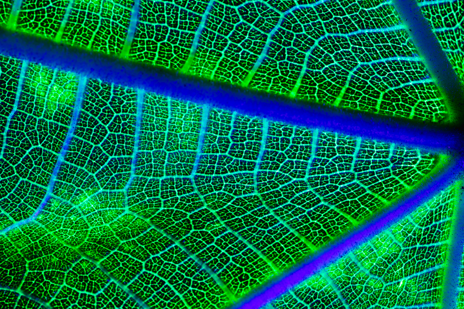 Hoja en primer plano donde se observa el Espectro de la Luz