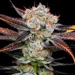 Banana Punch