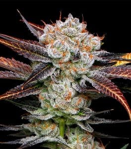 Banana Punch