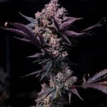 Black Cookie