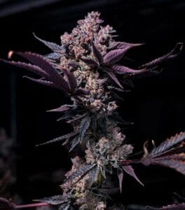 Black Cookie