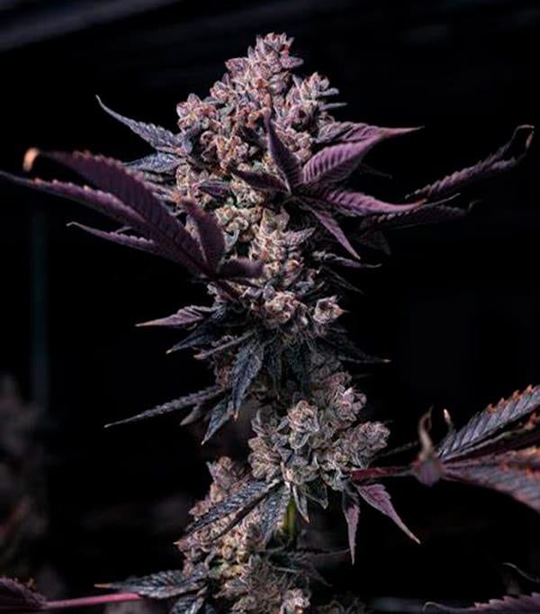 Black Cookie