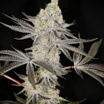 Kush Mints (KMS)