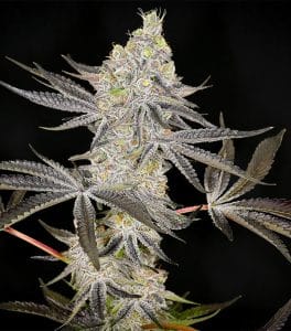 Kush Mints (KMS)