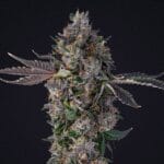 Lemon Cherry Gealato