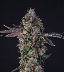 Lemon Cherry Gealato
